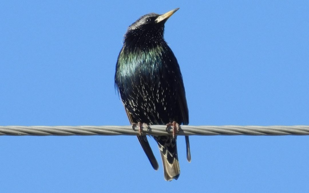 Bird by Casey Earnhardt