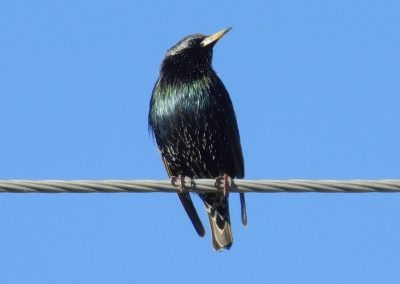 Bird by Casey Earnhardt