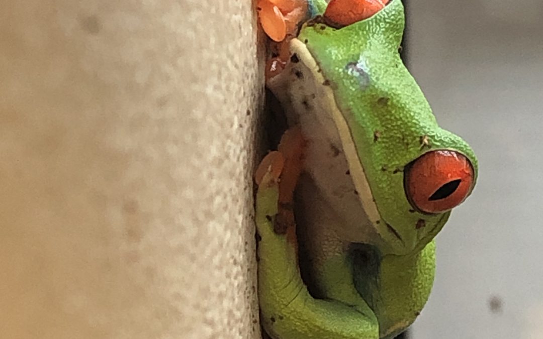 Frog by Casey Earnhardt