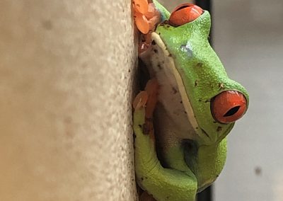 Frog by Casey Earnhardt