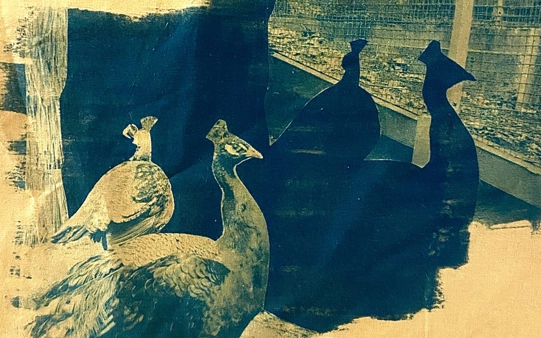 November by Alexis Bumgardner