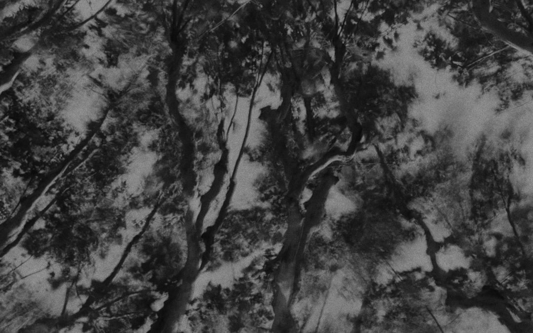 Print 28 by Kaylee Renée